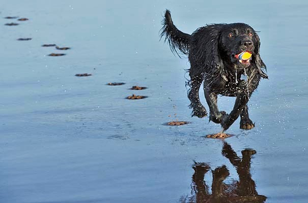 Color photo of a wet dog with a ball in its mouth running over a wet beach leaving footprints behind.